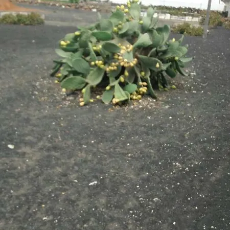 Casa Antonia Reyes, A La Sombra De Famara Appartement Munique